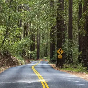 Curvy road, Henry Cowell Redwoods State Park Curvy road, Henry Cowell Redwoods State Park