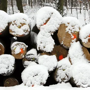 Cut-down trees, tree trunks in a forest