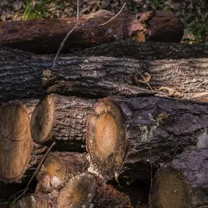 Cut logs with textured bark highlighted by sunlight and shadows Cut logs with textured bark highlighted by sunlight and shadows