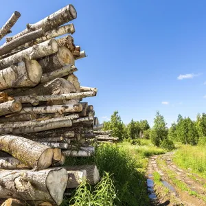 Cut tree logs piled up near a forest road in sunny summer day Cut tree logs piled up near a forest road in sunny summer day