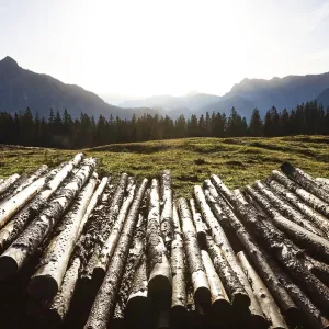 Cut tree trunks on the Postalm