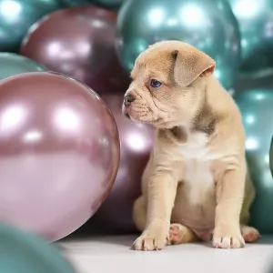 Cute 6 weeks old healthy cream colored French Bulldog dog puppy with colorful balloons in background Cute 6 weeks old healthy cream colored French Bulldog dog puppy with colorful balloons in background