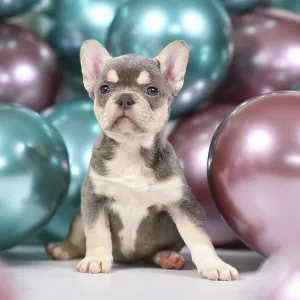 Cute 6 weeks young healthy tan French Bulldog dog puppy with husky markings and colorful balloons in background