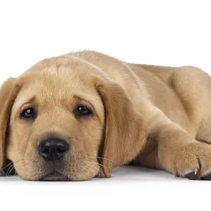 Cute 7 weeks old Labrador dog puppy Cute 7 weeks old Labrador dog puppy