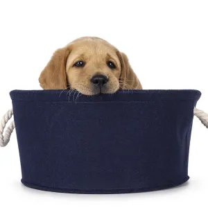 Cute 7 weeks old Labrador dog puppy Cute 7 weeks old Labrador dog puppy