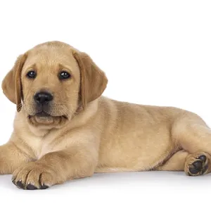 Cute baby Labrador dog puppy, laying side ways with head up Cute baby Labrador dog puppy, laying side ways with head up