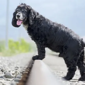 Cute Black Cocker Spaniel Dog Standing on the Railroad Tracks in a Sunny Day in Ticino Cute Black Cocker Spaniel Dog Standing on the Railroad Tracks in a Sunny Day in Ticino