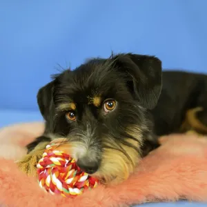 A cute black dog is lying with a colorful toy on a pink coat