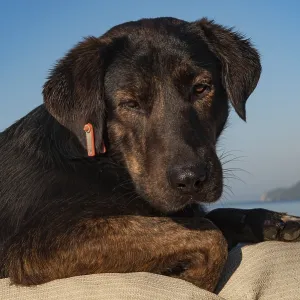 Cute black Puppy Cute black Puppy