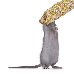 Cute blue young rat, standing on hind paws eating candy