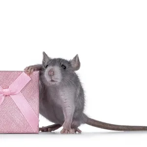 Cute blue young rat standing beside square pink present box