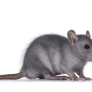 Cute blue young rat, standing side ways