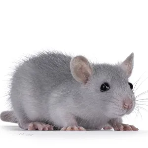 Cute blue young rat, standing side ways