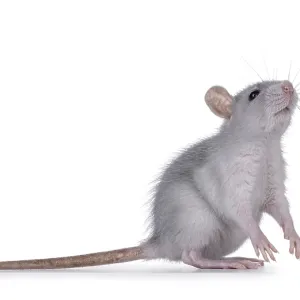 Cute blue young rat, standing side ways on hind paws