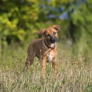 A cute brown mixed-breed dog, a puppy