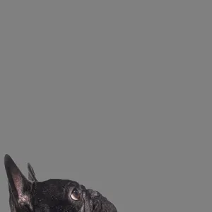 Cute cat and dog looking the center of a vertical web banner with empty blank place for text