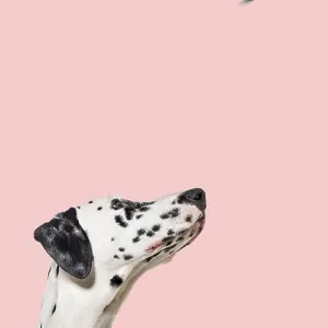 Cute cat and dog looking the center of a vertical web banner with empty blank place for text