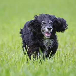 Cute Cocker Spaniel Dog Running on the Green Field in Motion in a Sunny Day in Switzerland Cute Cocker Spaniel Dog Running on the Green Field in Motion in a Sunny Day in Switzerland