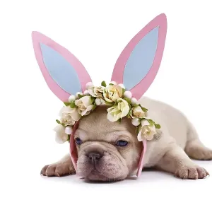 Cute cream French Bulldog puppy dressed up as easter bunny with pink paper rabbit ears headband with flowers on white Cute cream French Bulldog puppy dressed up as easter bunny with pink paper rabbit ears headband with flowers on white