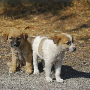 Two cute crossbreed dog puppies
