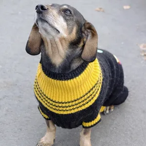 Cute dachshund dog in a sweater Cute dachshund dog in a sweater