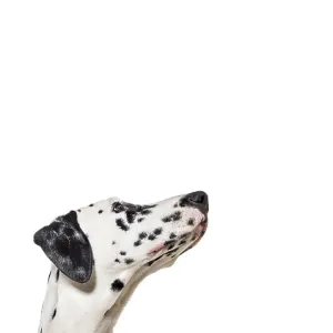 Cute Dalmatian dog up, vertical web banner with empty blank place for text