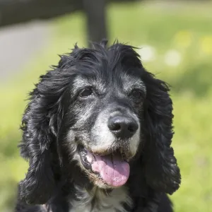Cute Dog in a Sunny day Cute Dog in a Sunny day