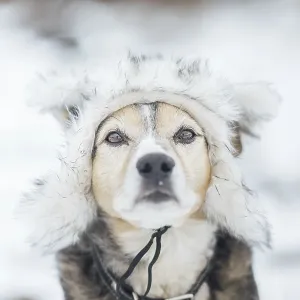Cute dog in a warm fur hat in winter on a snowy walk Cute dog in a warm fur hat in winter on a snowy walk