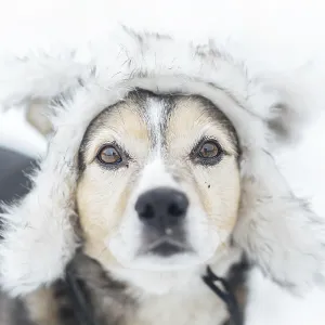 Cute dog in a warm fur hat in winter on a snowy walk
