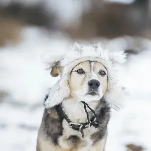 Cute dog in a warm fur hat in winter on a snowy walk Cute dog in a warm fur hat in winter on a snowy walk
