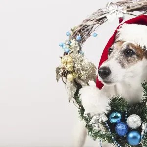 Cute Dog Wearing Hat Christmas Print Cute Dog Wearing Hat Christmas Print