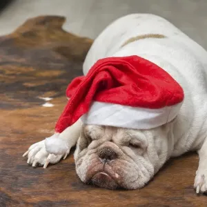 Cute English Bulldog sleeping in a Christmas hat