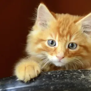 Cute Fluffy Ginger Kitten With Copy Space Cute Fluffy Ginger Kitten With Copy Space