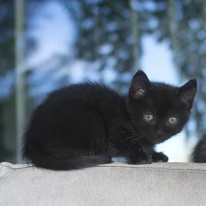 Cute fluffy kitten at the age of around four weeks Cute fluffy kitten at the age of around four weeks