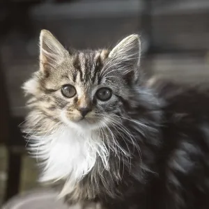 Cute, fluffy kitten with soft striped fur and glowing eyes looks curiously at the camera