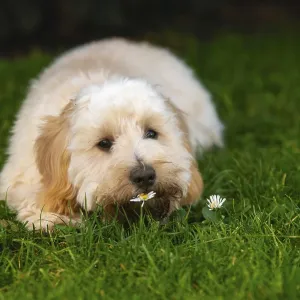 A Cute Fluffy Puppy Print - Serene Nature Scene A Cute Fluffy Puppy Print - Serene Nature Scene