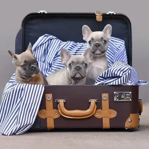 Three cute French Bulldog dog puppies with bright blue eyes in brown trunk with striped blanket Three cute French Bulldog dog puppies with bright blue eyes in brown trunk with striped blanket
