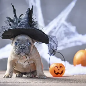Cute French Bulldog dog puppy dressed up with large Halloween witch hat in front of seasonal background with spider