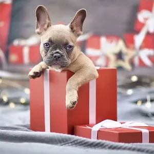 Cute French Bulldog dog puppy peeking out of red Christmas gift box with ribbon surrounded by seasonal decoration Cute French Bulldog dog puppy peeking out of red Christmas gift box with ribbon surrounded by seasonal decoration
