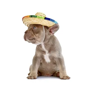Cute French Bulldog dog puppy with summer straw hat on white background