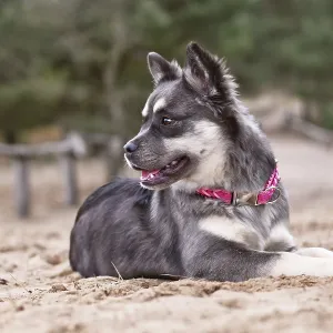 Cute French Bulldog x Siberian Husky dog mix with pink collar lying down in sand