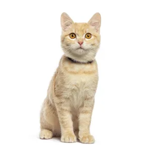 Cute ginger kitten wearing a collar sitting and looking up on a white background Cute ginger kitten wearing a collar sitting and looking up on a white background