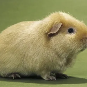 Cute golden cavy, guinea pig (Cavia porcellus) portrait
