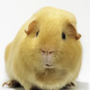 Cute golden cavy, guinea pig (Cavia porcellus) portrait on white background Cute golden cavy, guinea pig (Cavia porcellus) portrait on white background