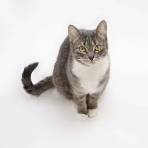 cute gray tabby cat looking up