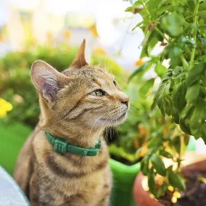 Cute handsome cat sitting near the visitors in a cafe