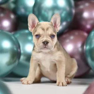 Cute French Bulldog Puppy Print with Colorful Balloons