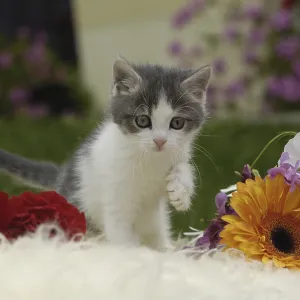 Cute kitten with flowers on sheepskin