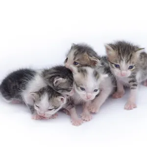 Cute kittens isolated on a white background