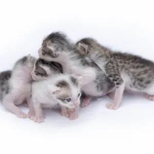 Cute kittens isolated on a white background